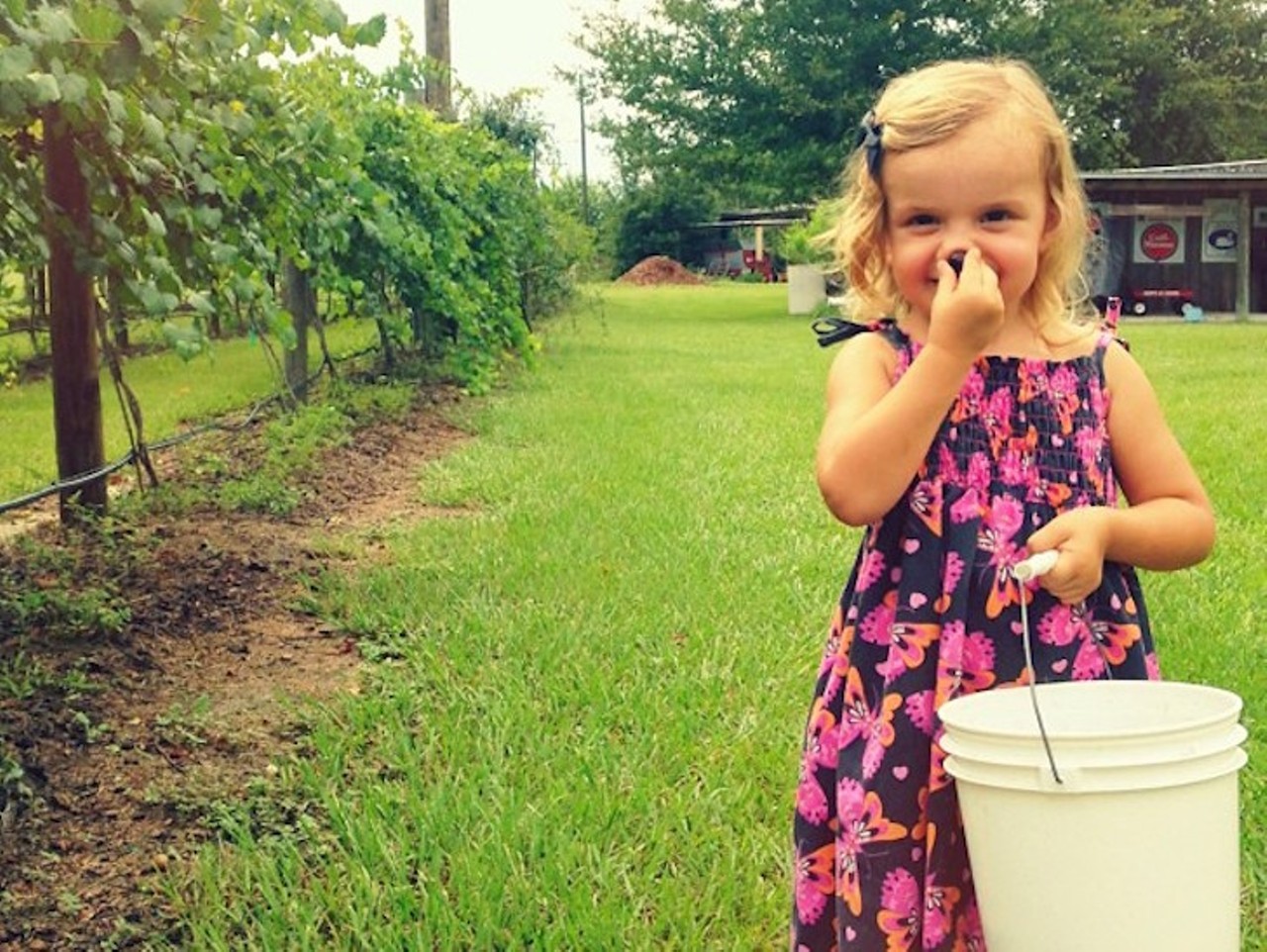 A local’s guide to the 22 best pick-your-own fruit farms near Orlando ...