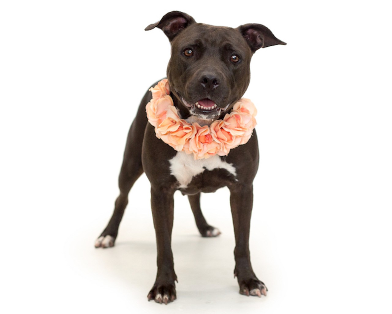 14 adoptable dogs waiting to meet you at Orange County Animal Services