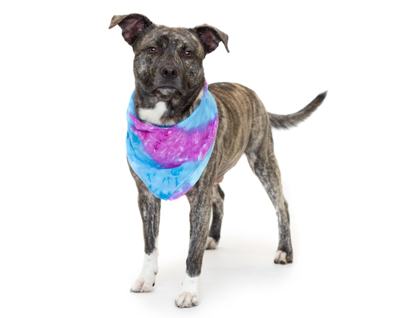 18 adoptable dogs waiting for you at Orange County Animal Services