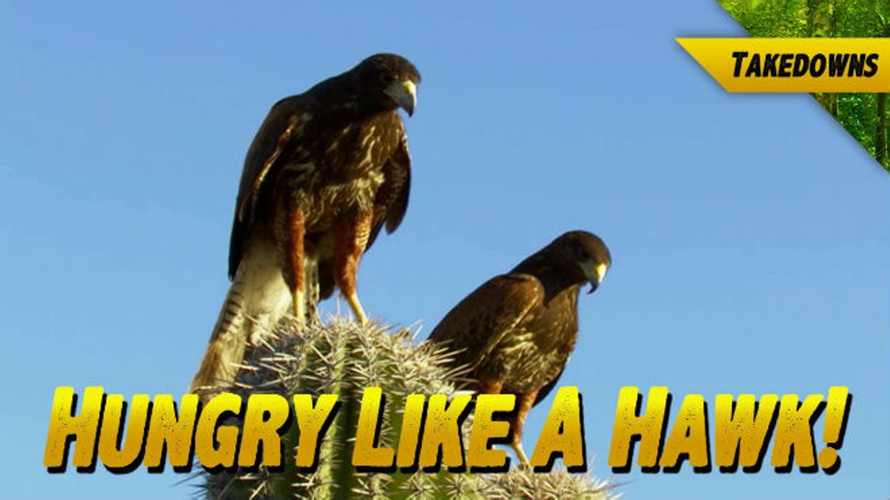 You could be attacked by a gang of angry hawks. 
Photo via YouTube