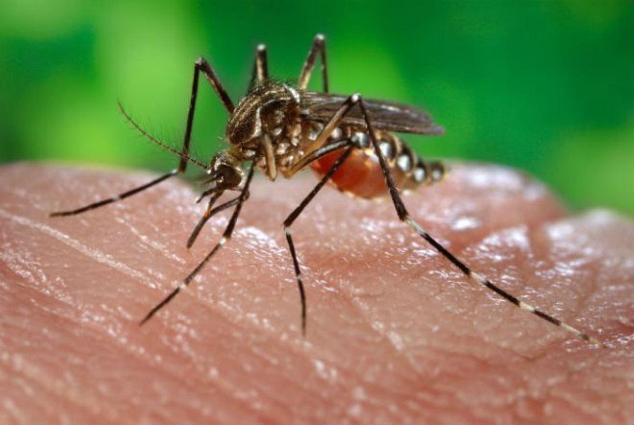 You could get bit by a mosquito and get West Nile virus. 
Photo via CDC