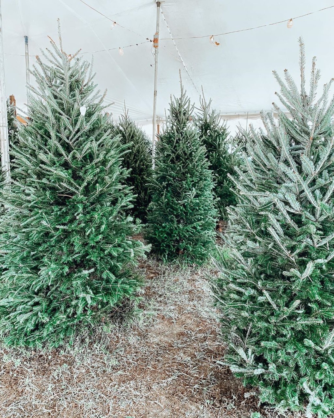 La agenda semanal cuenta la historia de Ciro and Sons Christmas Trees