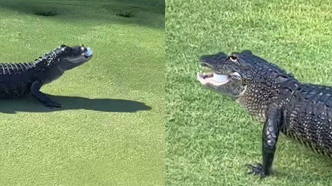 [VIDEO] Gator chomps golf ball on an Ormond Beach green