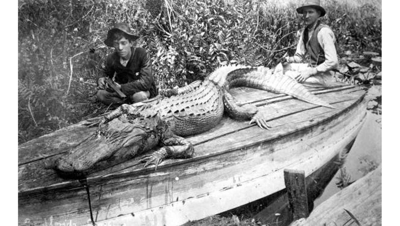 Walking with dinosaurs: 22 vintage photos of impressive alligators in Florida