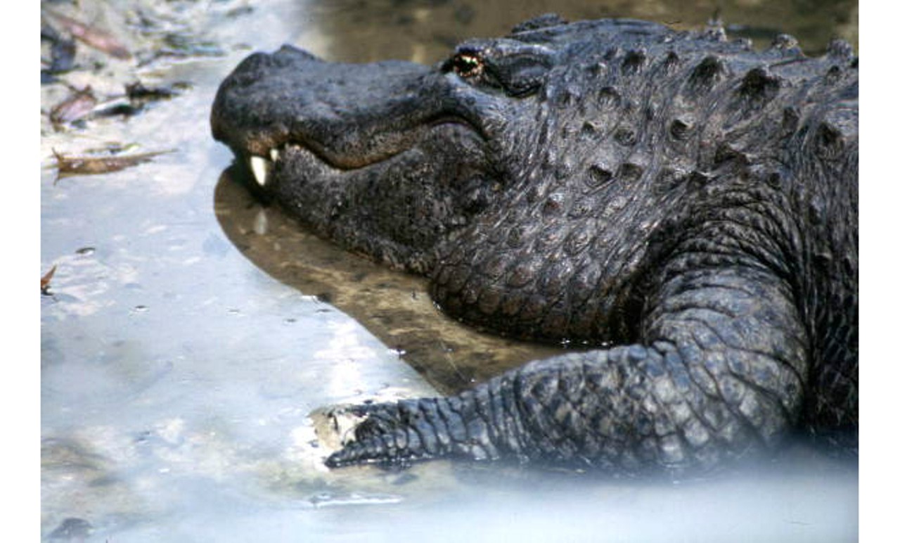 Walking with dinosaurs: 22 vintage photos of impressive alligators in Florida