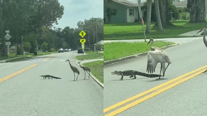 Watch a squad of cranes chase off a baby alligator in St. Cloud