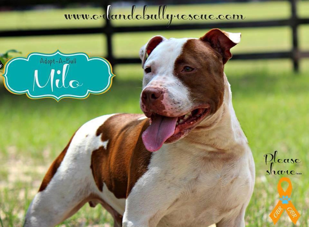 Adorable Milo is looking for a home. He's with Orlando Bully Rescue. Photo via Orlando Bully Rescue's Facebook page.