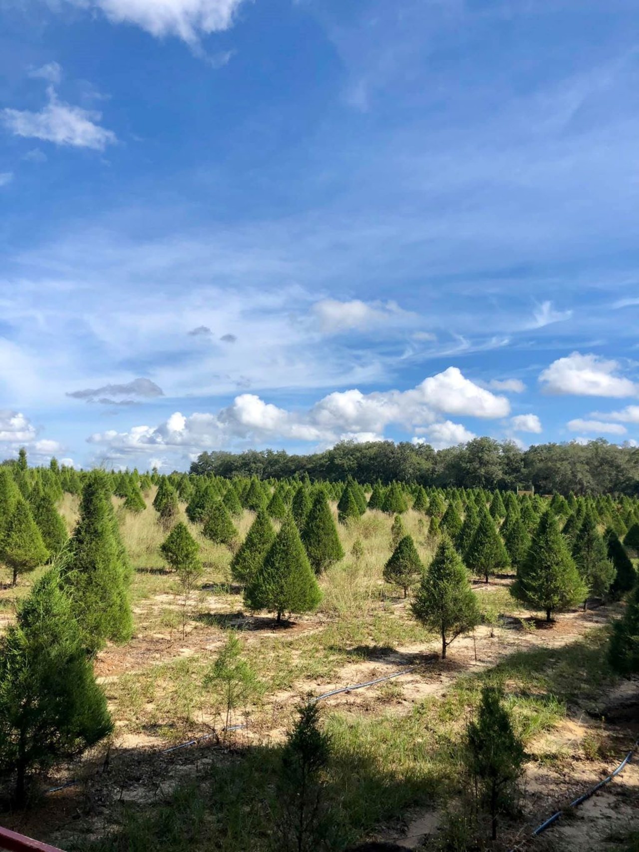 Santa's Christmas Tree Forest 
35317 Huff Road, Eustis
Dates open: Nov. 19 through Dec.18, 10 a.m. to 5 p.m.
Cost: Admission to the farm begins at $7 and goes up from there depending on activity, age 2 and under are free. Christmas tree prices: $40-$350
Take your pick of pre-cut trees and U-cut Florida trees that come in all sizes. Admission tickets are required for all guests visiting the farm. Make sure to get your tickets early online. Visit with Santa on certain dates.
