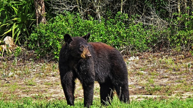 Florida wildlife officials are working to help county ‘overrun’ by bears
