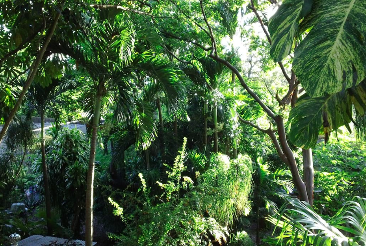 This is what you'll see all around you: nothing but lush green tropicalia.
image via Airbnb listing