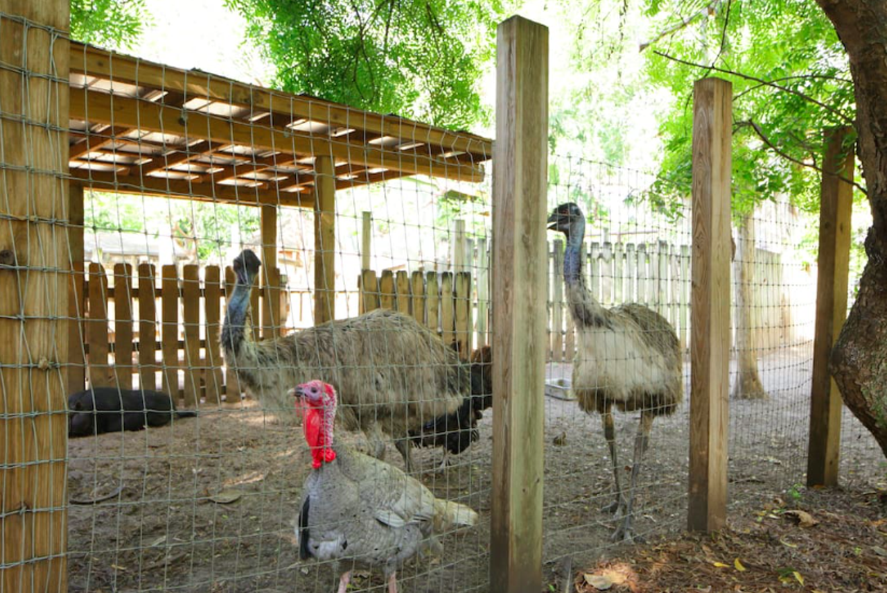 ...and even turkeys!
image via Airbnb listing